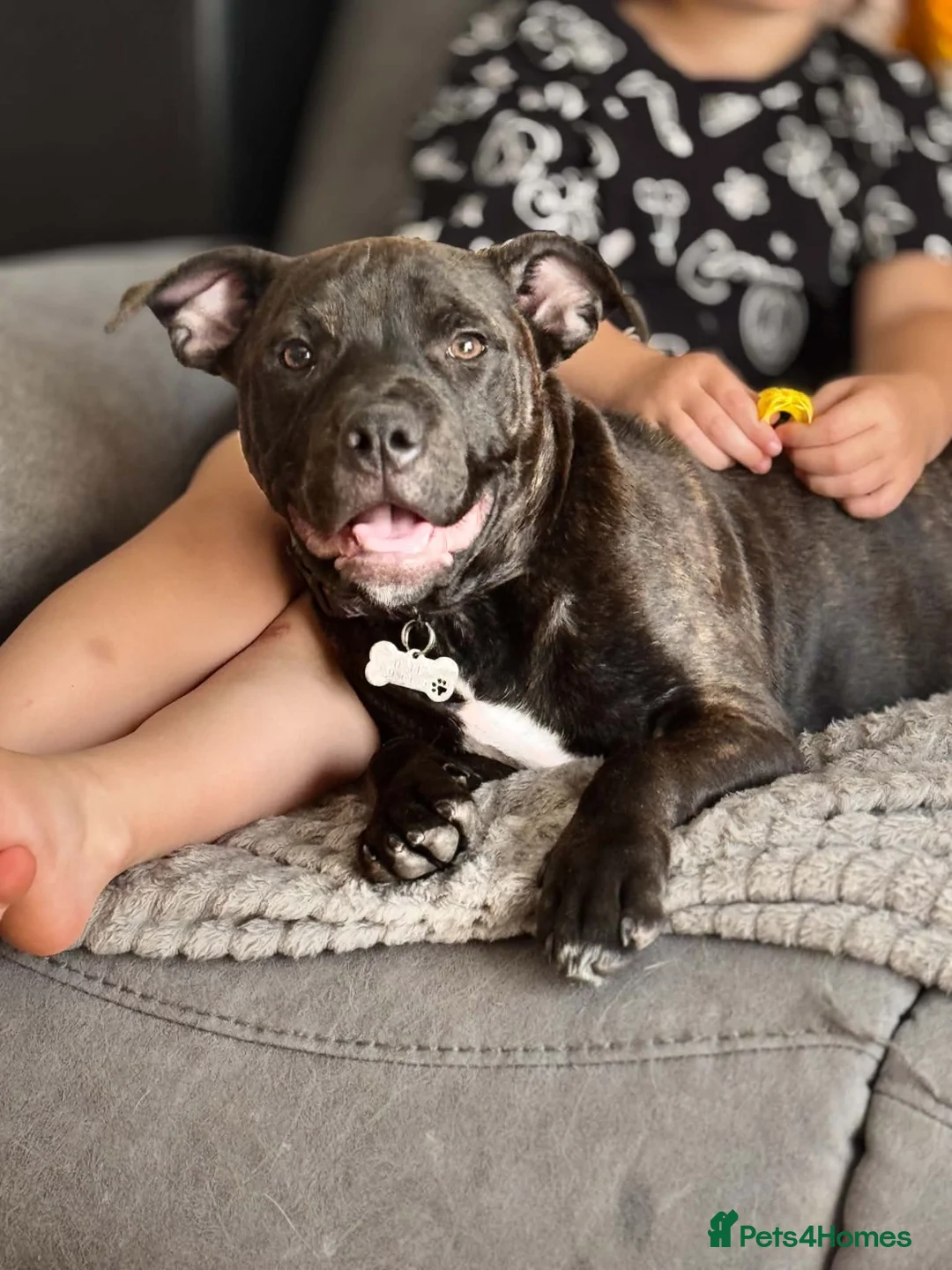 Staffordshire Bull Terrier dogs for sale: JACK - Staffordshire bull terrier  in Cannock - Advert 1