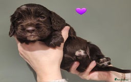 Cocker Spaniel dogs for sale: Litter of 7 - Image 15