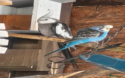 Cockatiels birds for sale: Young Male all grey mixed pied cockatiel  - Image 2