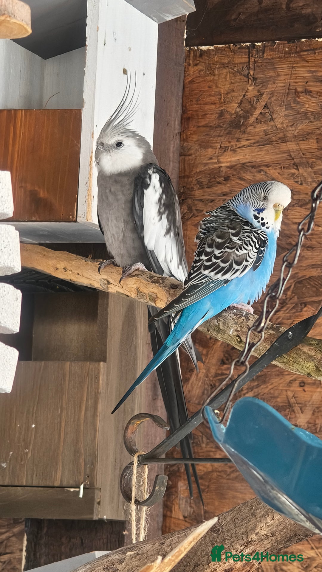 Cockatiels birds for sale: Young Male all grey mixed pied cockatiel  - Image 2
