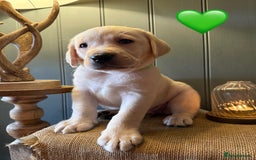 Labrador Retriever dogs for sale: LABS OUTSTANDING HEALTH STATUS- 283 DNA - Image 9