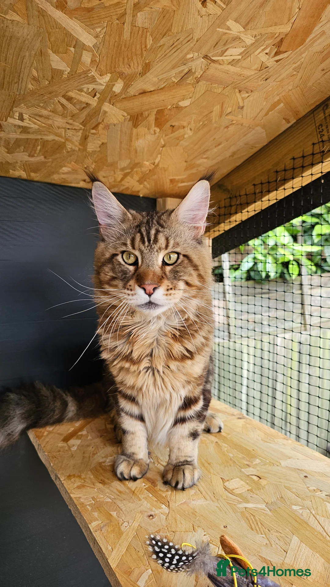 Maine Coon cats for stud: Proven Maine Coon Tulio for stud - Advert 2
