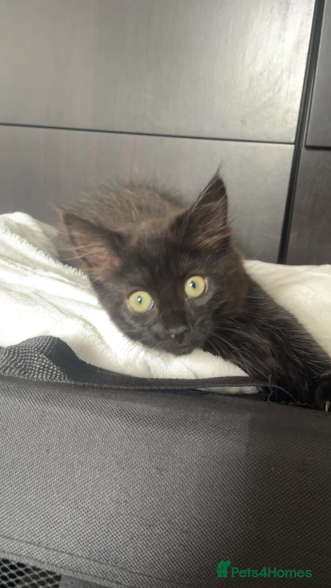 Mixed Breed cats for sale: Female Black kitten for sale - Advert 2