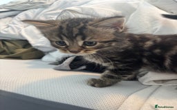 Brazilian Shorthair cats for sale: Kittens Breed From Brazilian Short Haired Mum  - Image 12