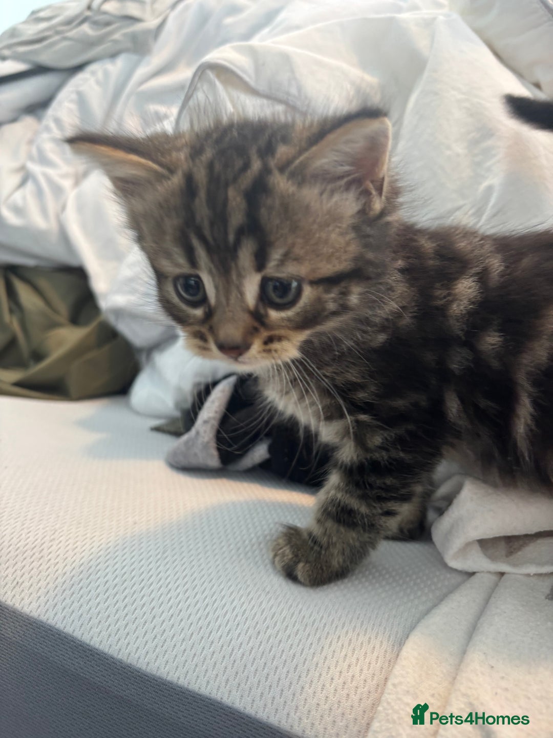 Brazilian Shorthair cats for sale: Kittens Breed From Brazilian Short Haired Mum  - Image 12