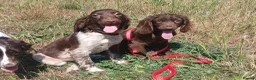 English Springer Spaniel dogs for sale: LeeLee - Advert 13