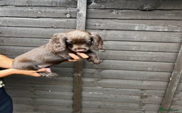 Cocker Spaniel dogs for sale: Cocker spaniel female puppies  - Image 22