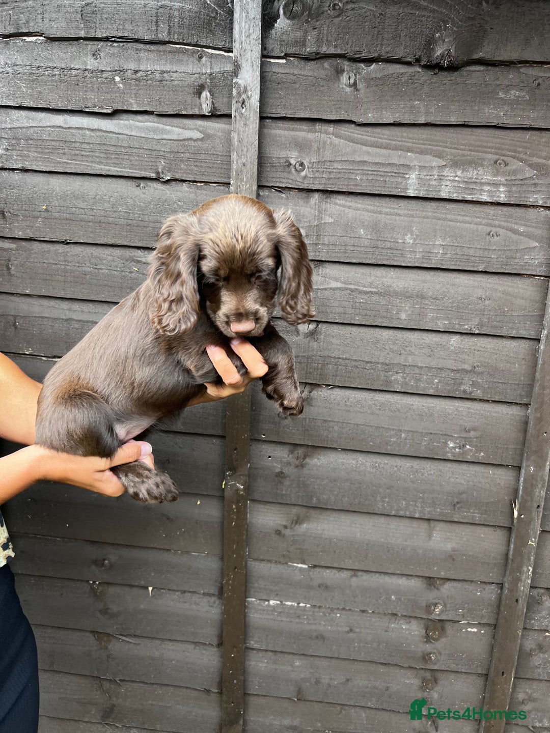 Cocker Spaniel dogs for sale: Cocker spaniel female puppies  - Image 22