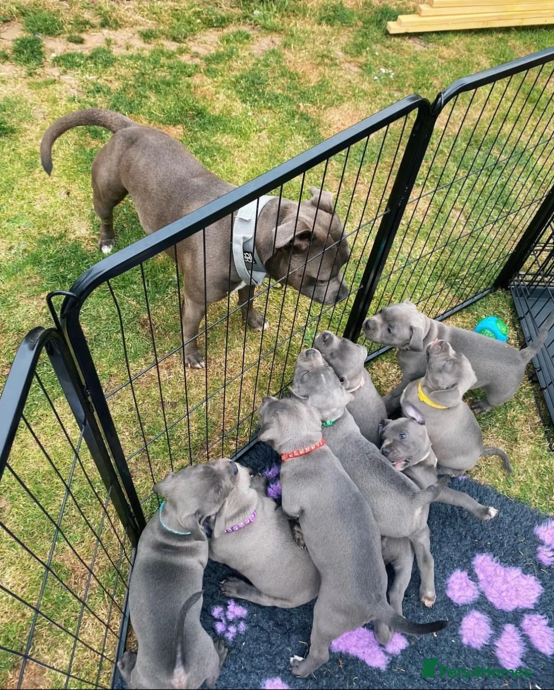 Staffordshire Bull Terrier dogs for stud: Dempsey The Blue Staffy  - Advert 4