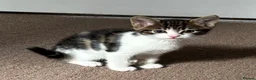 Mixed Breed cats for sale: Beautiful kittens for sale - Advert 4