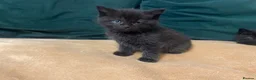 Mixed Breed cats for sale: Half british shorthair kittens - new home  - Advert 3