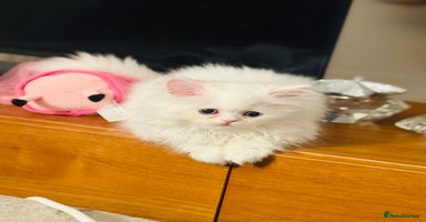Persian cats - Advert 2