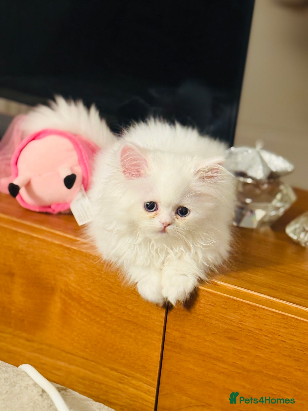 Persian cats for sale: Persian white kitten😻 - Image 3