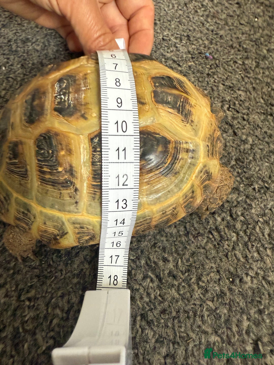 Tortoise reptiles for sale: Horsefield Russian Tortoise  - Image 7