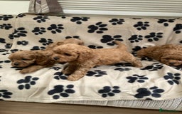 Cavapoo dogs for sale: Cavapoo Puppy’s - Image 2
