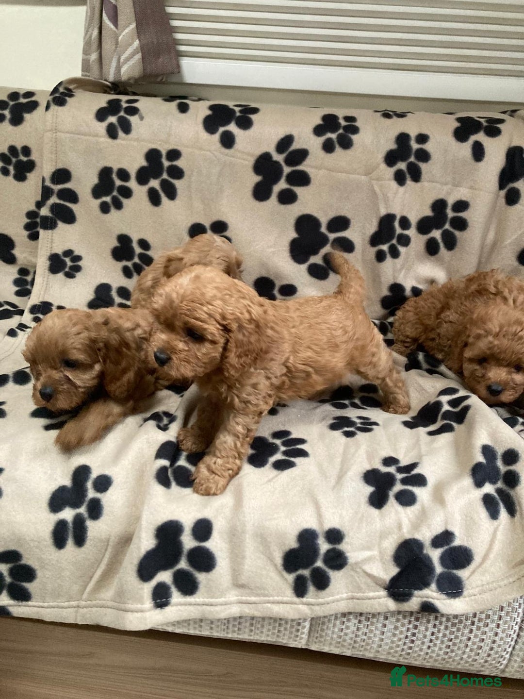 Cavapoo dogs for sale: Cavapoo Puppy’s - Image 2
