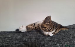 Mixed Breed cats for sale: Beautiful male kitten  - Image 3