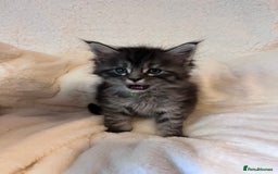 Maine Coon cats for sale: Maine coon kitten  - Image 29