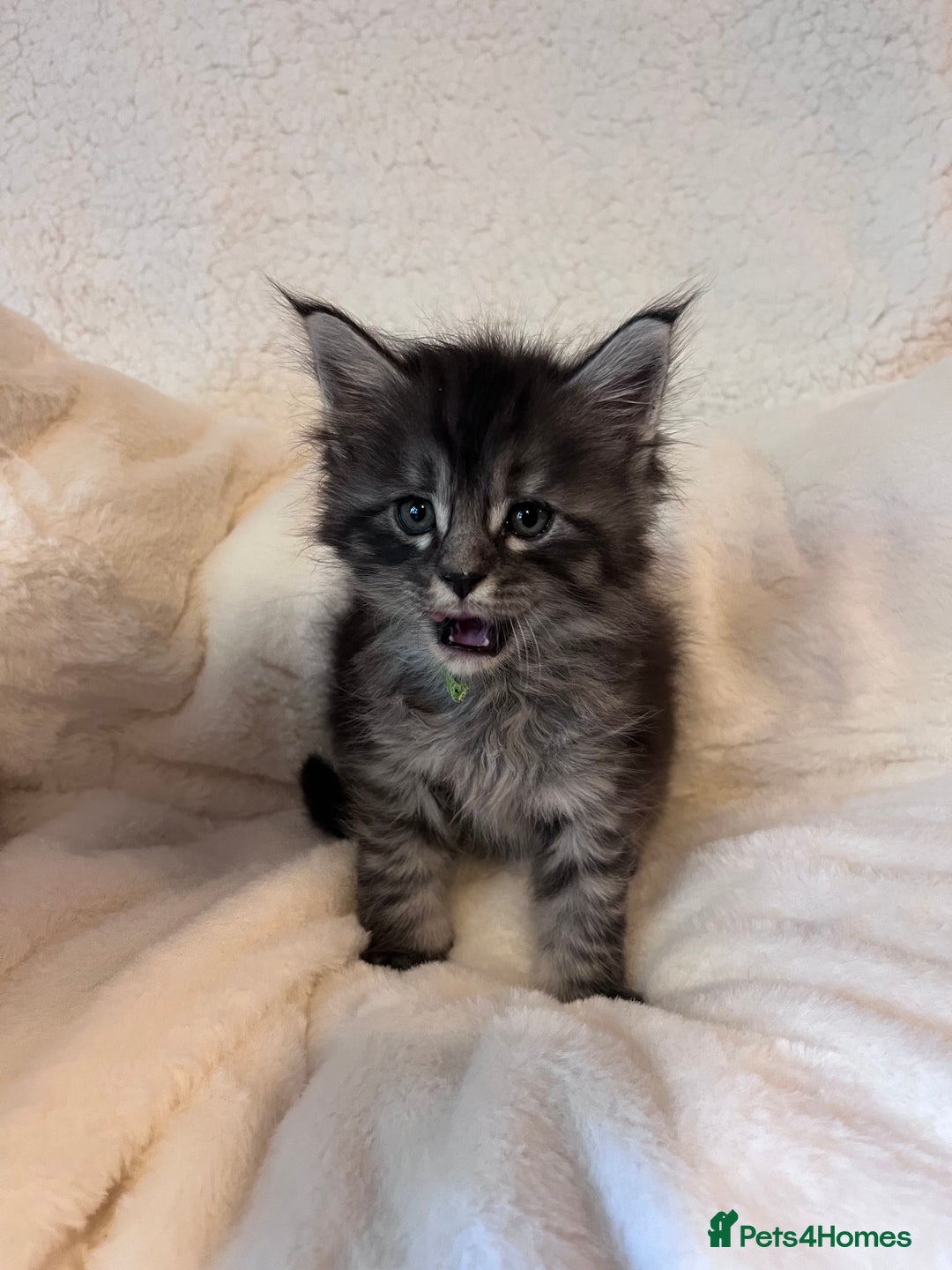 Maine Coon cats for sale: Maine coon kitten  - Image 29