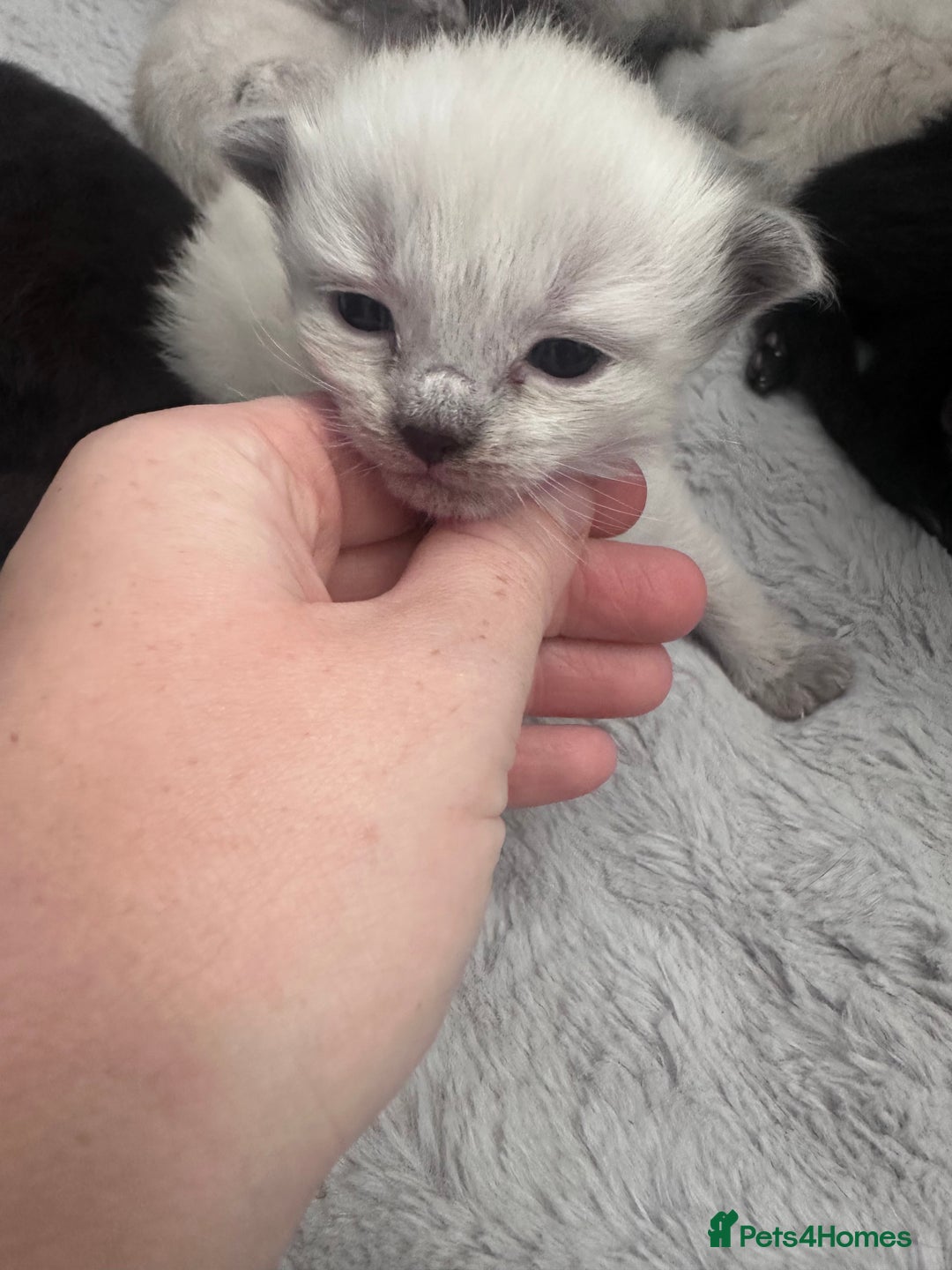 Siberian cats for sale: Full Siberian Litter. Quick sales before holiday - Image 23