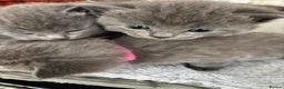 British Shorthair cats for sale: Grey British short hair beautiful kittens - Advert 22