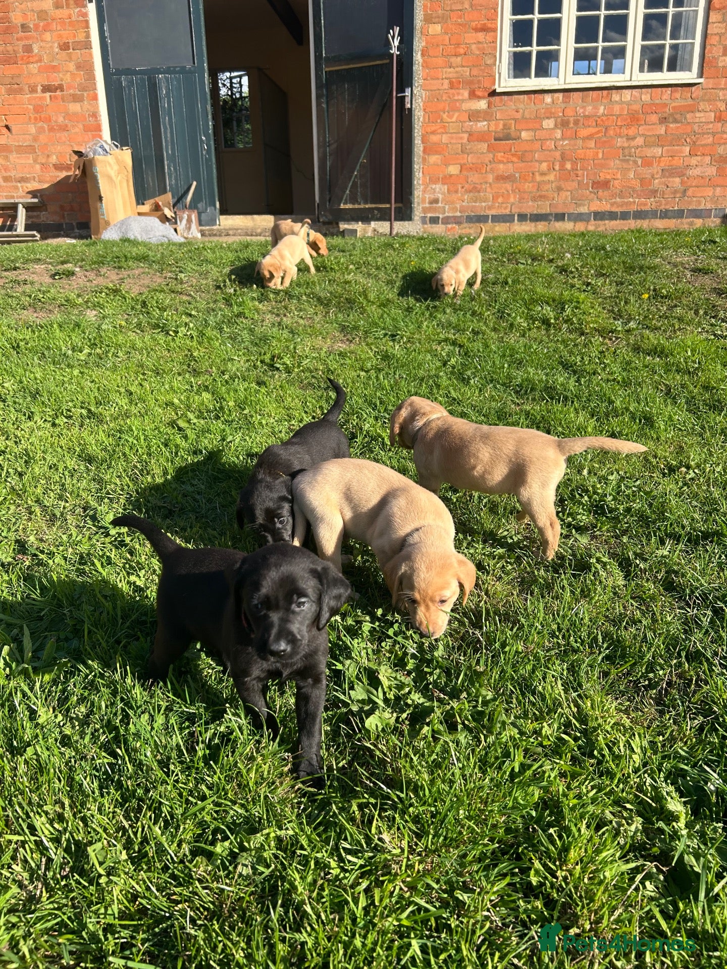 Labrador Retriever dogs Working Labrador Puppies - Advert 3
