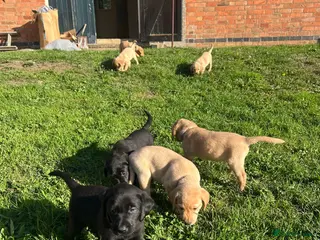 Labrador Retriever dogs Working Labrador Puppies - Advert 3