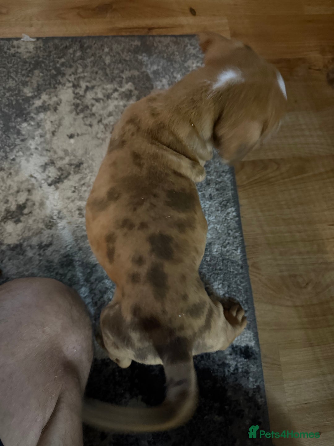 Mixed Breed dogs for sale: Tri chocolate  Corso mixed - Image 36