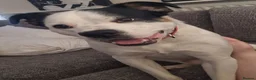 Mixed Breed dogs for sale: Male Border Collie Cross - Advert 8