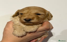 Cockapoo dogs for sale: 🐾 ADORABLE COCKAPOO PUPPIES FOR SALE! 🐾 - Advert 7