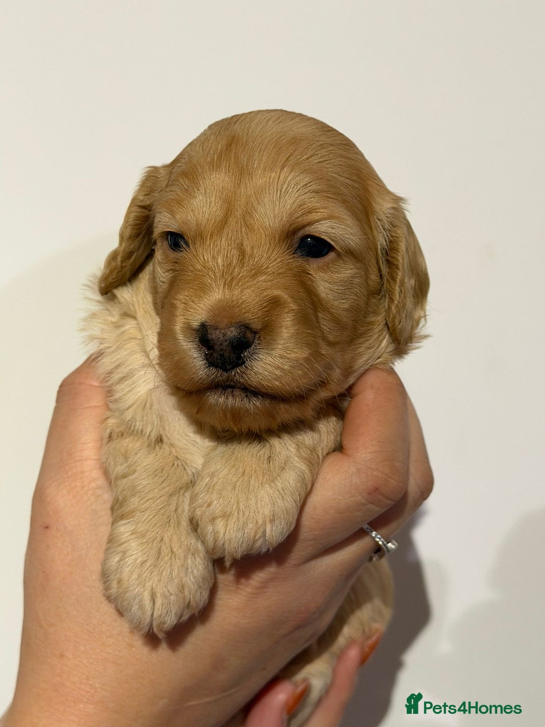 Cockapoo dogs for sale: 🐾 ADORABLE COCKAPOO PUPPIES FOR SALE! 🐾 - Advert 7