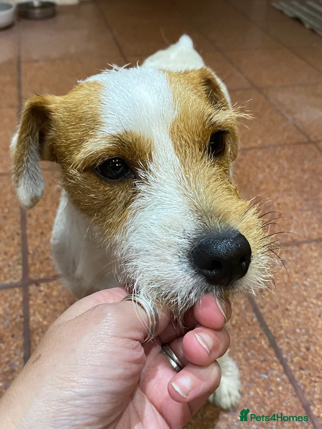 Jack Russell dogs for sale: Parson type Jack Russell pups - Advert 6