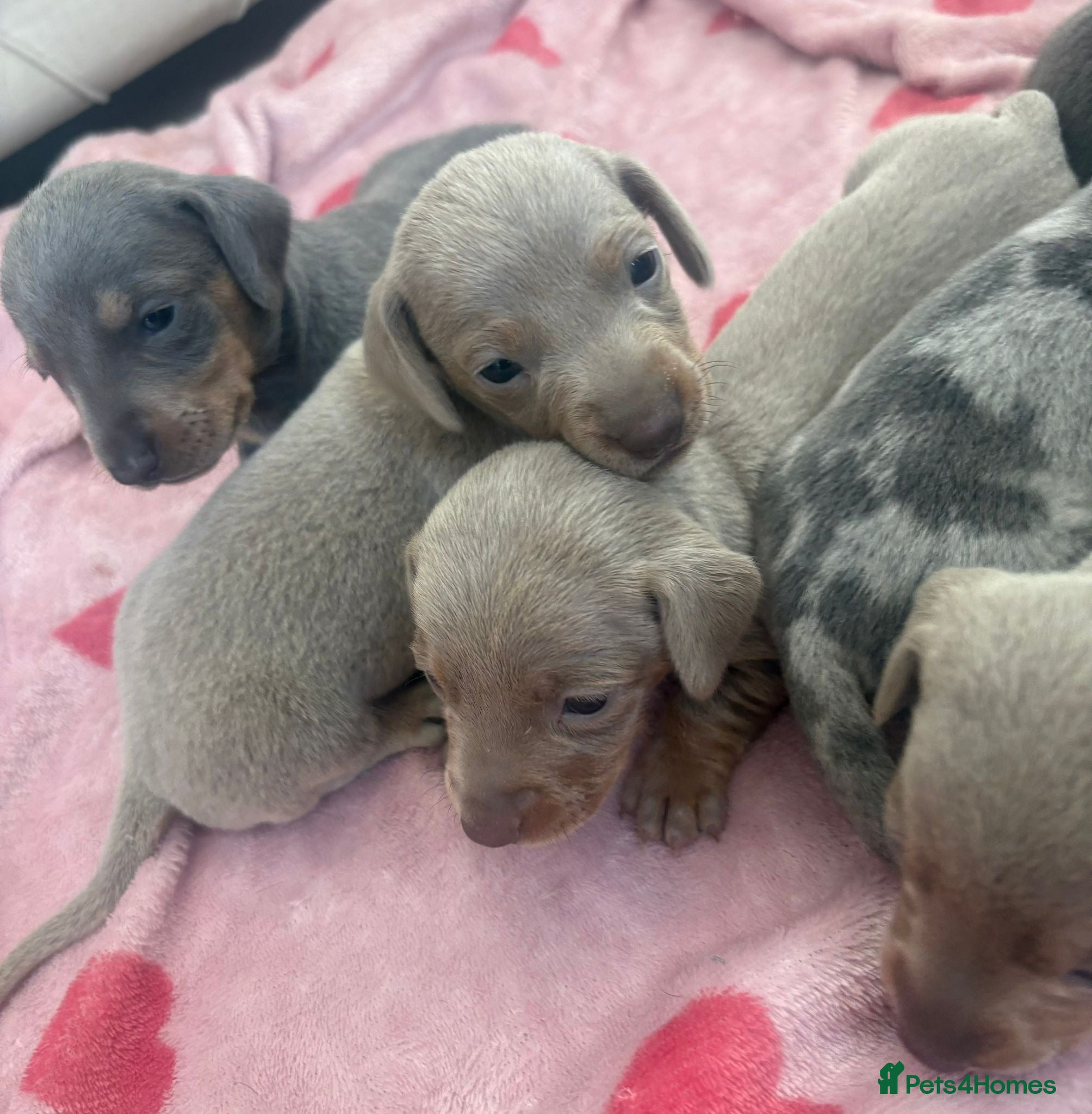 Dachshund dogs Dachshund Puppies for sale  - Advert 13