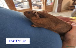 Guinea Pig rodents for sale: Male Guinea Pigs For Sale - Image 3