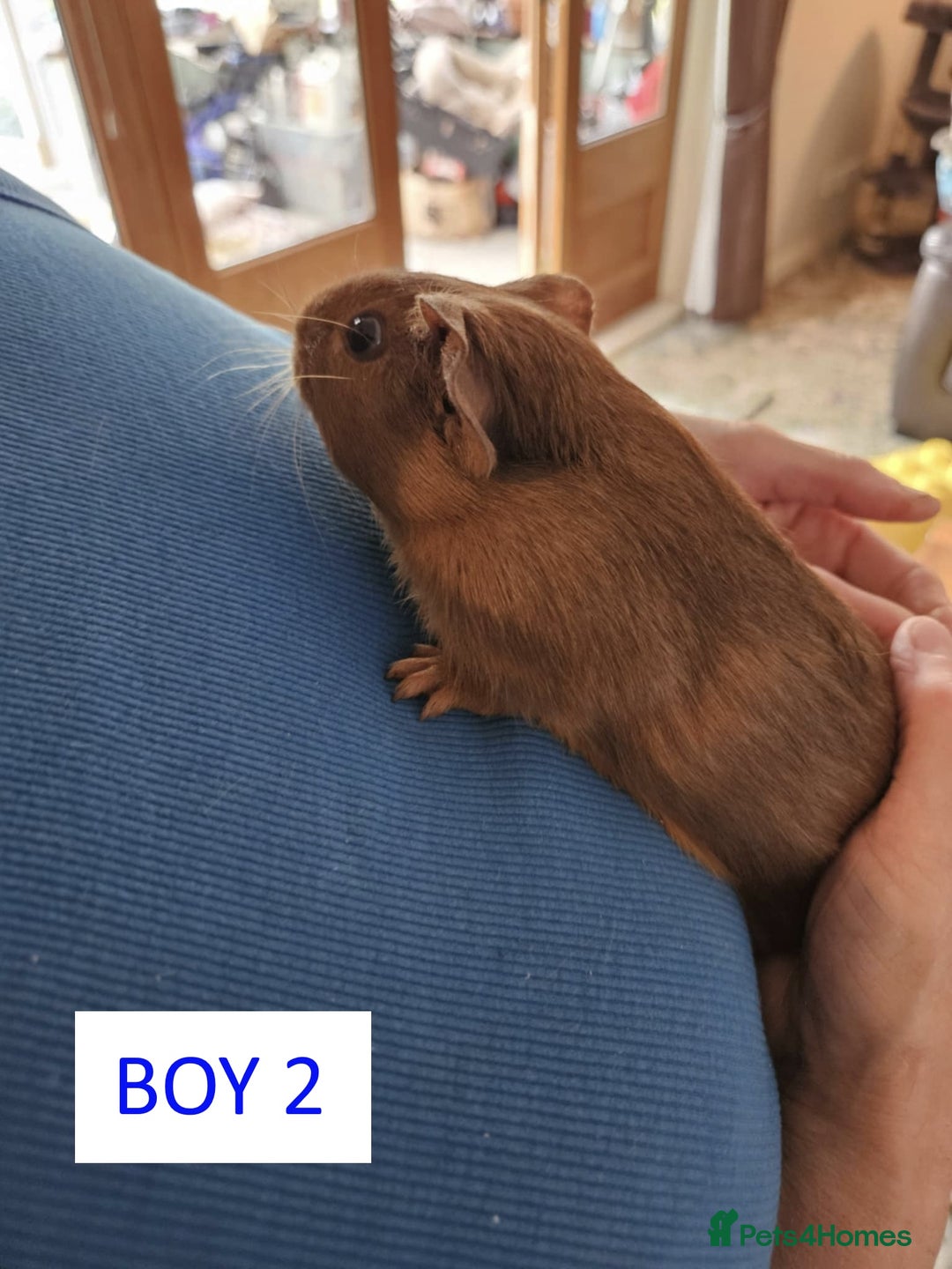 Guinea Pig rodents for sale: Male Guinea Pigs For Sale - Image 3