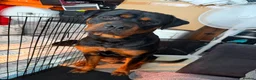 Rottweiler dogs for sale: Rottweiler puppy’s  in Birmingham - Advert 2