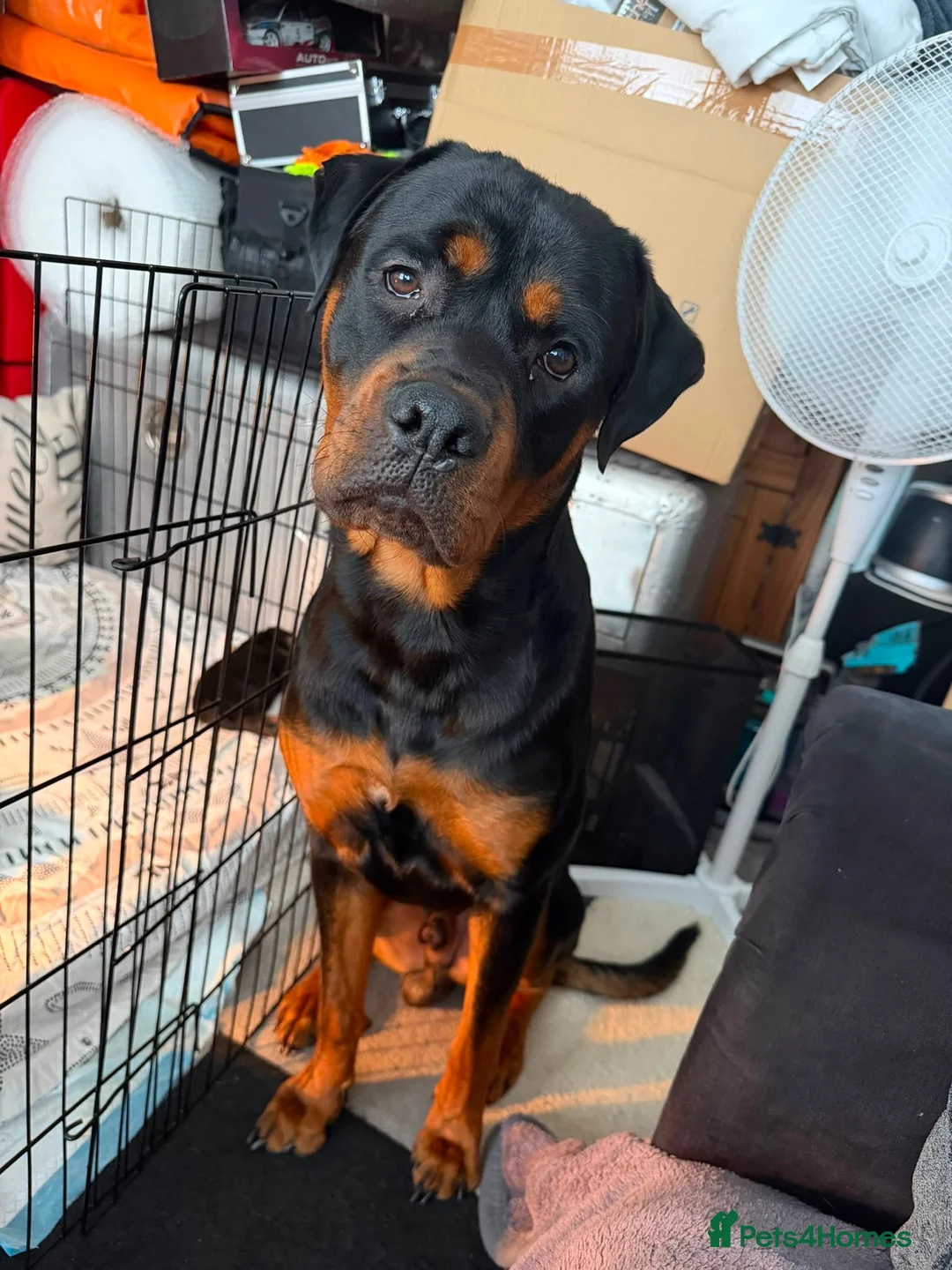 Rottweiler dogs for sale: Rottweiler puppy’s  in Birmingham - Advert 2