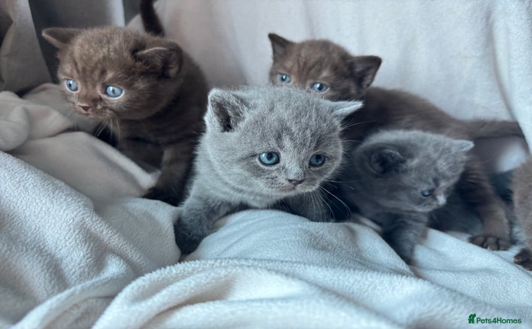 British Shorthair cats - Advert 2