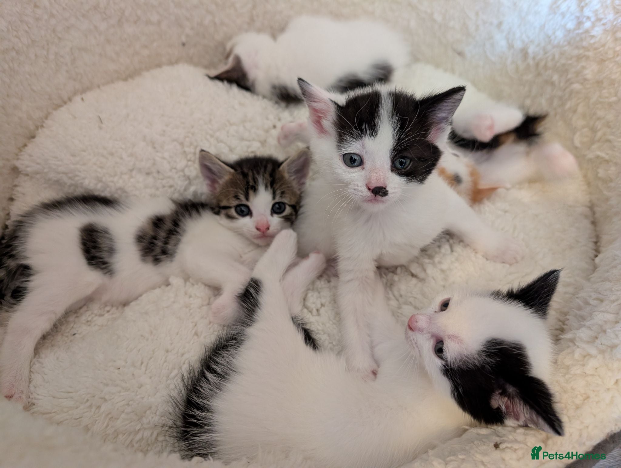Mixed Breed cats Five Beautiful Female Kittens - Advert 2