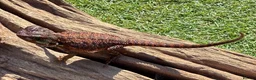 Bearded Dragon reptiles for sale: Black bloodline 100% red monster bearded dragons  - Advert 9