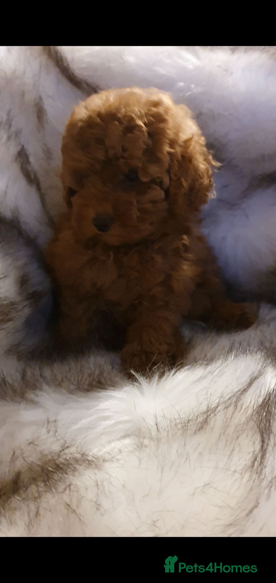 Toy Poodle dogs KC Toy Poodle puppies, PRA clear, Ready now - Advert 1
