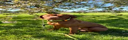 Hungarian Vizsla dogs for stud: Stunning young Vizsla stud - Mr Kipling🍰 (Essex) - Advert 1