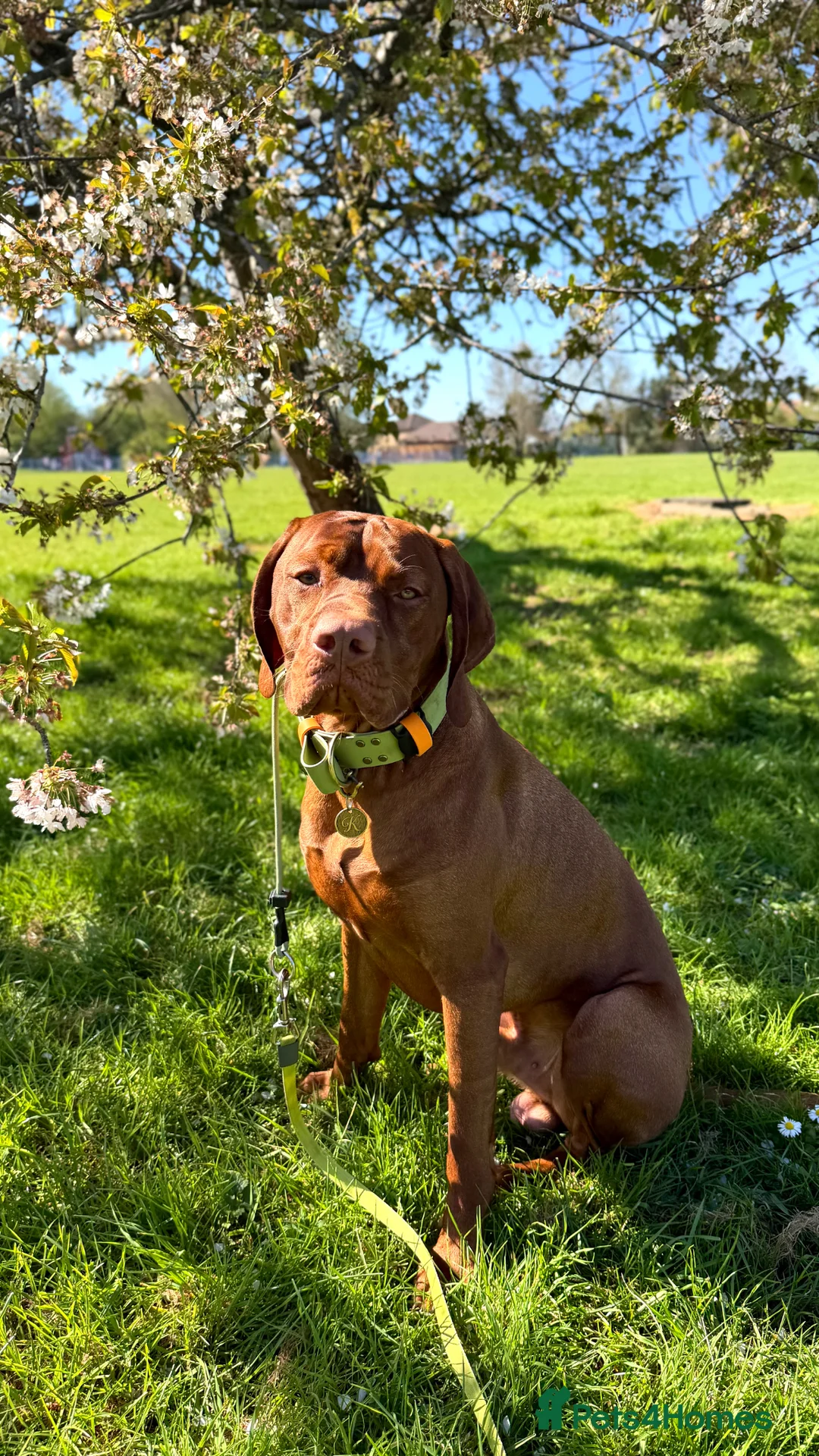 Hungarian Vizsla dogs for stud: Stunning young Vizsla stud - Mr Kipling🍰 (Essex) - Advert 1