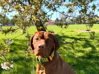Hungarian Vizsla dogs Stunning young Vizsla stud - Mr Kipling🍰 (Essex) - Advert 13