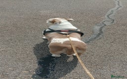 American Bully dogs for sale: Micro pocket bully. - Image 3