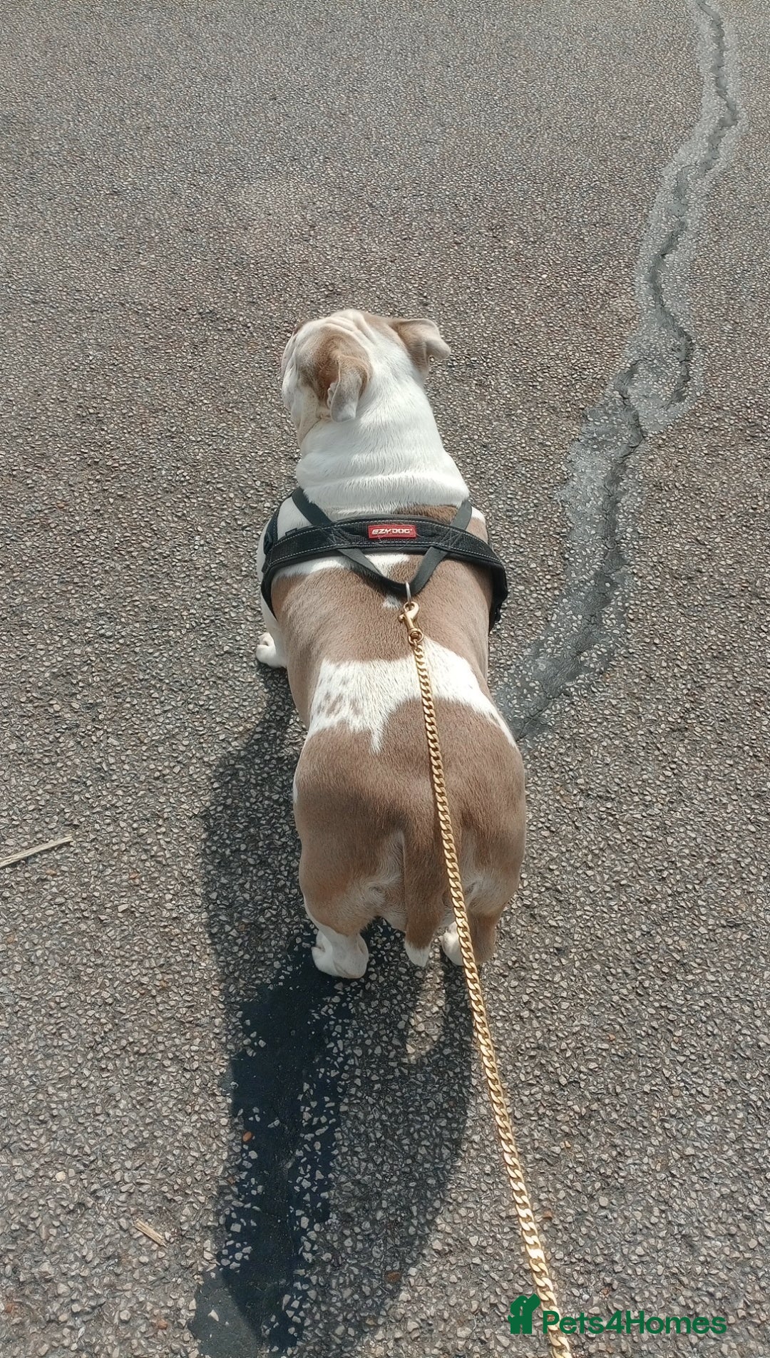 American Bully dogs for sale: Micro pocket bully. - Image 3