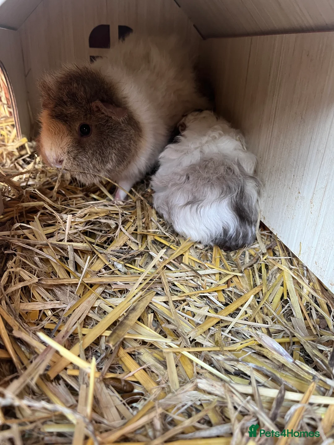 Guinea Pig rodents for sale: X3 sow guinea pigs looking for homes  - Advert 1
