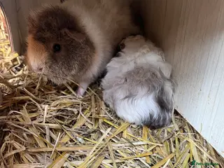 Guinea Pig rodents for sale: X3 sow guinea pigs looking for homes - Advert 1