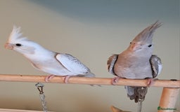 Cockatiels birds for sale: Hand reared baby cocktails very tame  - Image 6