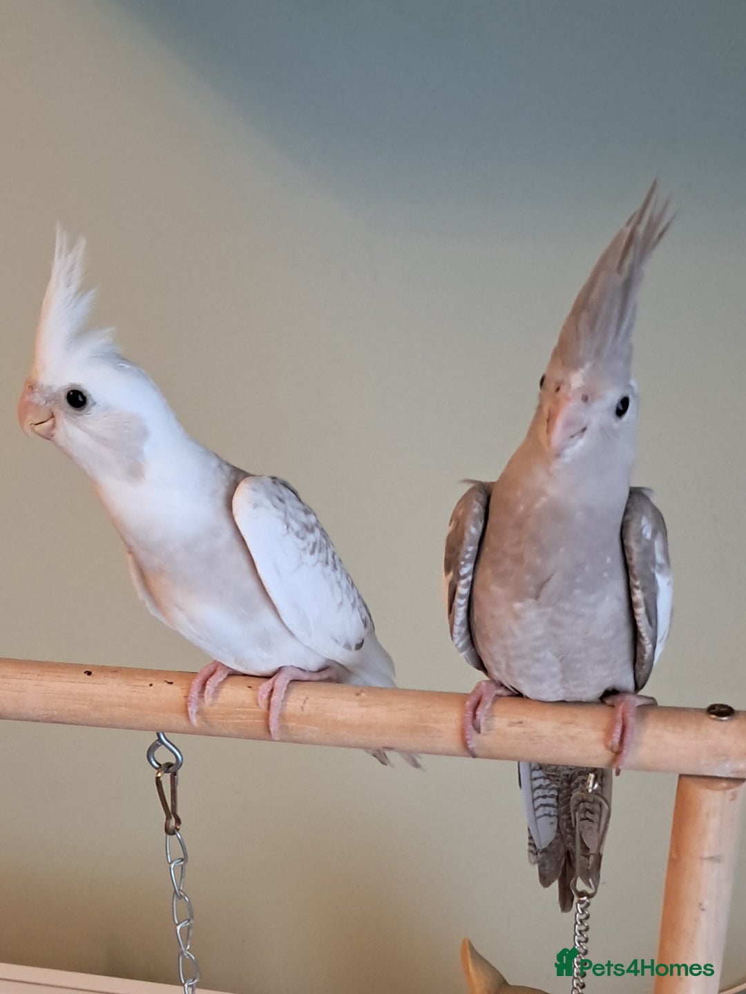 Cockatiels birds for sale: Hand reared baby cocktails very tame  - Image 6